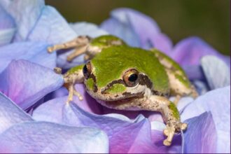 Comment éloigner les grenouilles de votre jardin et de votre cour grâce à 6 méthodes efficaces