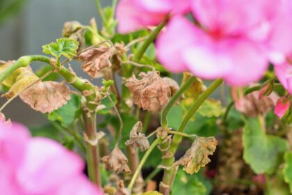 7 Raisons Courantes pour les Quelles les Feuilles de Géranium Jaunissent