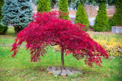 Faut-il tailler l’érable japonais en hiver ? Les recommandations d’un expert pour des arbres en bonne santé.