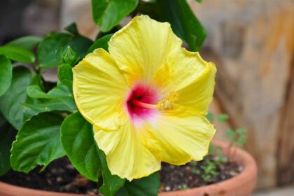 7 Raisons pour lesquelles les feuilles de votre hibiscus jaunissent