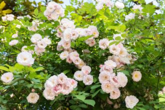 12 Ravageurs des Rosiers à Traiter D’urgence Avant qu’ils ne Ruinent Vos Fleurs