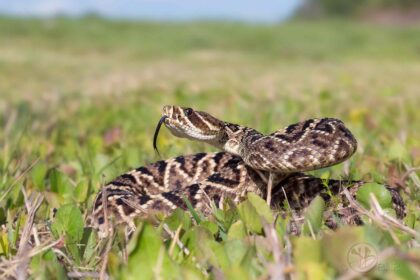 30 Plantes qui Éloigneront Réellement les Serpents de Votre Jardin