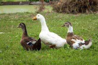 Élever des canards : la méthode de lutte contre les nuisibles au jardin la plus tendance de l’année.