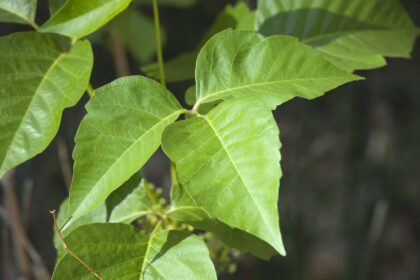 Comment Éliminer le Chêne-Vert Poison