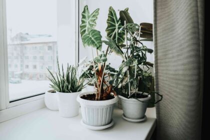 7 Astuces Ingénieuses pour Garder Vos Plantes d’Intérieur Au Chaud Pendant l’Hiver, Selon un Jardinier Professionnel