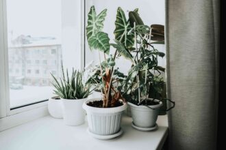 5 Astuces Approuvées par des Experts pour Aider vos Plantes d’Intérieur à Prospérer en Hiver Sec