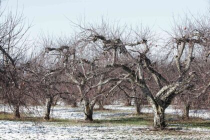 J’ai un verger depuis plus de 20 ans : comment je prends soin de mes arbres pendant l’hiver.