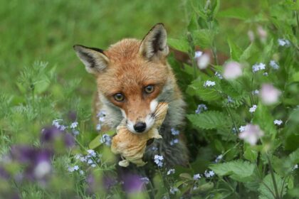 8 façons d’éloigner les renards de votre jardin rapidement et en toute sécurité