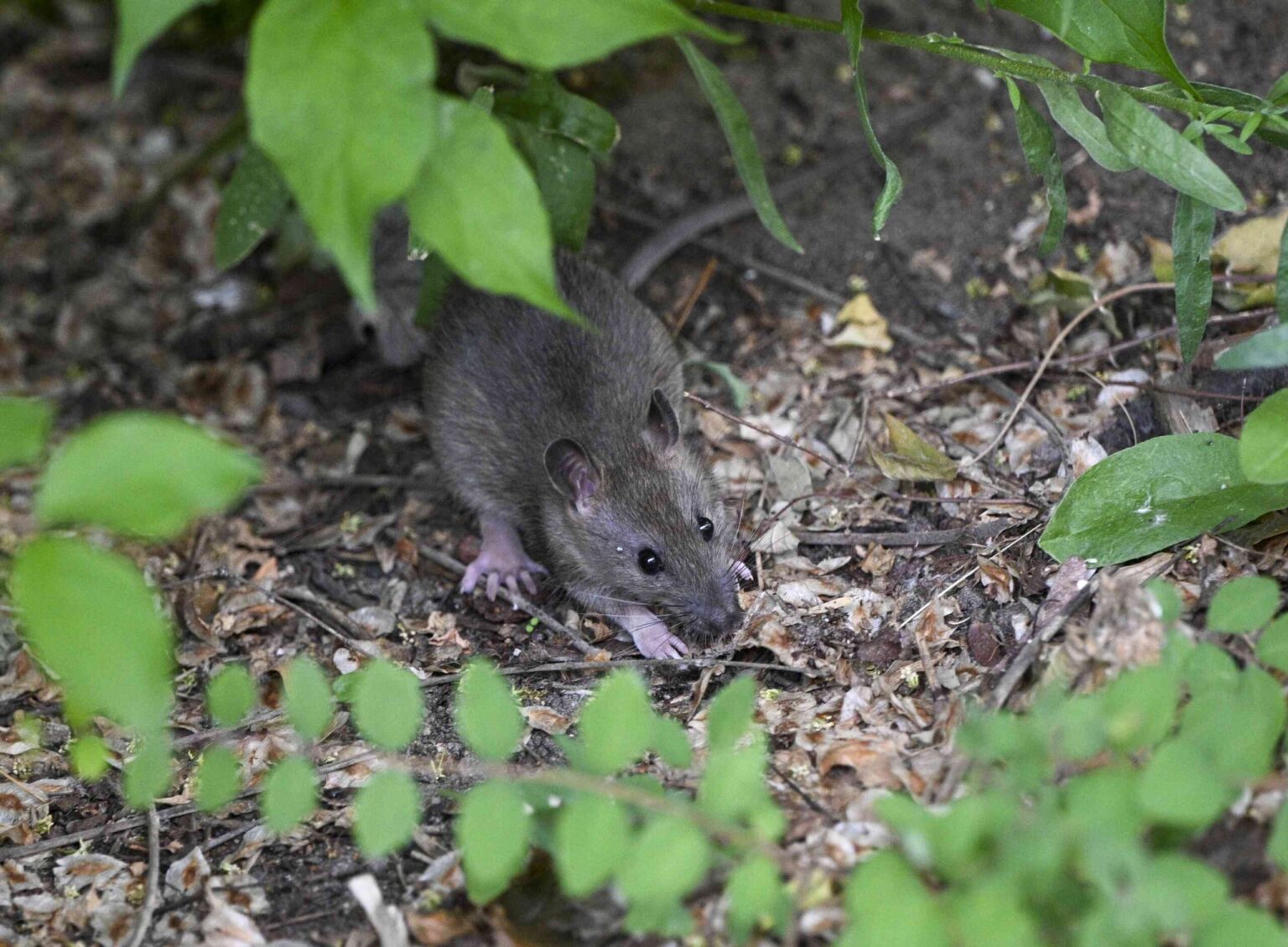 Comment Éloigner les Rats du Jardin : 15 Méthodes Sûres et Naturelles