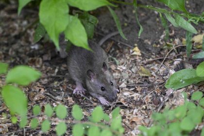 Comment Éloigner les Rats du Jardin : 15 Méthodes Sûres et Naturelles