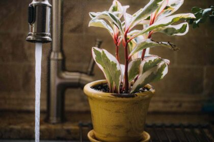 Cette jolie variété de Peperomia est une plante d’intérieur facile à cultiver : comment la faire prospérer comme un expert.