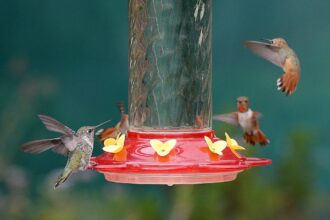 7 Astuces Malignes pour Éloigner les Fourmis des Nourrisseurs à Colibris