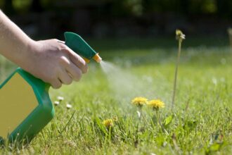 Comment Éliminer les Mauvaises Herbes avec du Sel