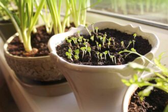 Comment commencer à semer des graines si vous ne l’avez jamais fait, selon des experts en jardinage.