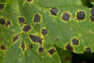 Ne laissez pas les taches foliaires abîmer vos arbres : voici comment les traiter.