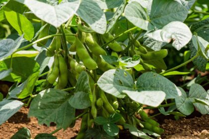 Comment cultiver et entretenir des plants de soja edamame pour moderniser votre potager avec des légumes frais