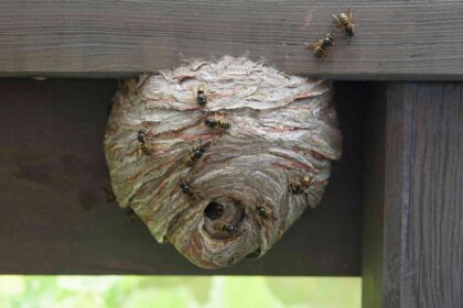 Les guêpes meurent-elles en hiver ? Comment les tenir éloignées de votre maison pendant les mois froids.