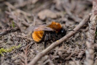 Si vous apercevez de petites monticules dans votre jardin, il se peut que vous ayez des abeilles fouisseuses : ce qu’il faut savoir.