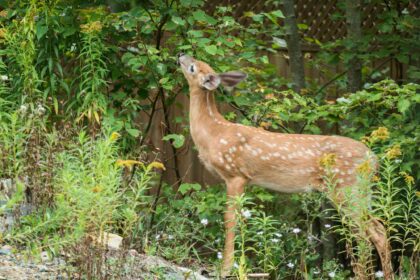 5 répulsifs faits maison contre les cervidés qui fonctionnent vraiment pour protéger votre jardin cette saison