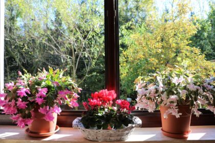 Chaque plante d’intérieur fleurissante à ajouter chez vous cette année