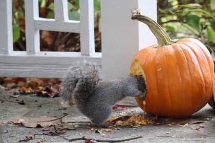 10 Méthodes Sûres pour Empêcher les Écureuils de Manger Vos Citrouilles cet Automne