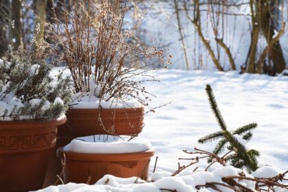 Peut-on laisser les potées dehors en hiver ? Pourquoi les jardiniers conseillent de réfléchir à deux fois