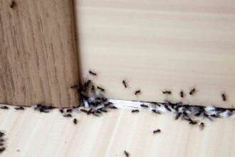 La terre de diatomée tue-t-elle les fourmis ? Les conseils d’un expert en nuisibles.