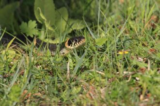 Comment éloigner les serpents de votre jardin de manière sûre et efficace