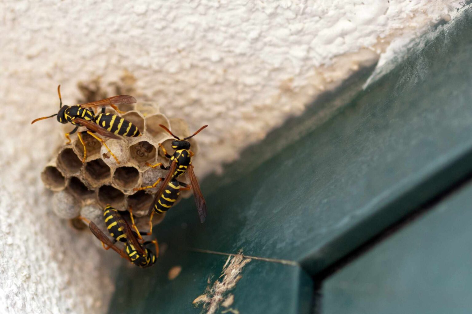 11 Astuces Efficaces pour Éloigner les Guêpes de Votre Maison et de Votre Jardin Cette Saison