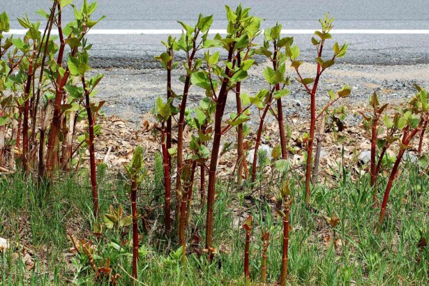 Quelles plantes sont considérées comme des mauvaises herbes ? Voici un guide complet.