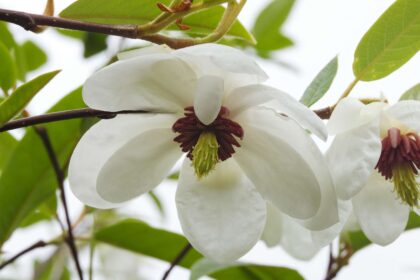 Identification et traitement du champignon des taches foliaires sur les magnolias