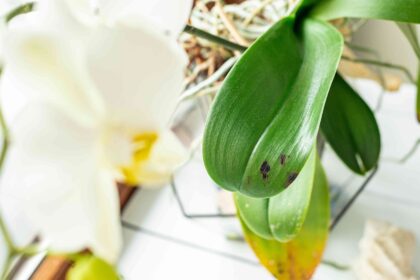 Quelles sont ces taches noires sur les feuilles de mon orchidée Phalaenopsis ?