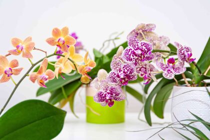 Quelle est la bonne température pour votre orchidée ? Comment garantir de belles floraisons.