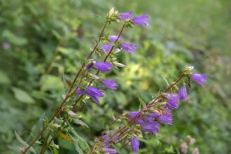 Comment identifier et éliminer la campanule rampante