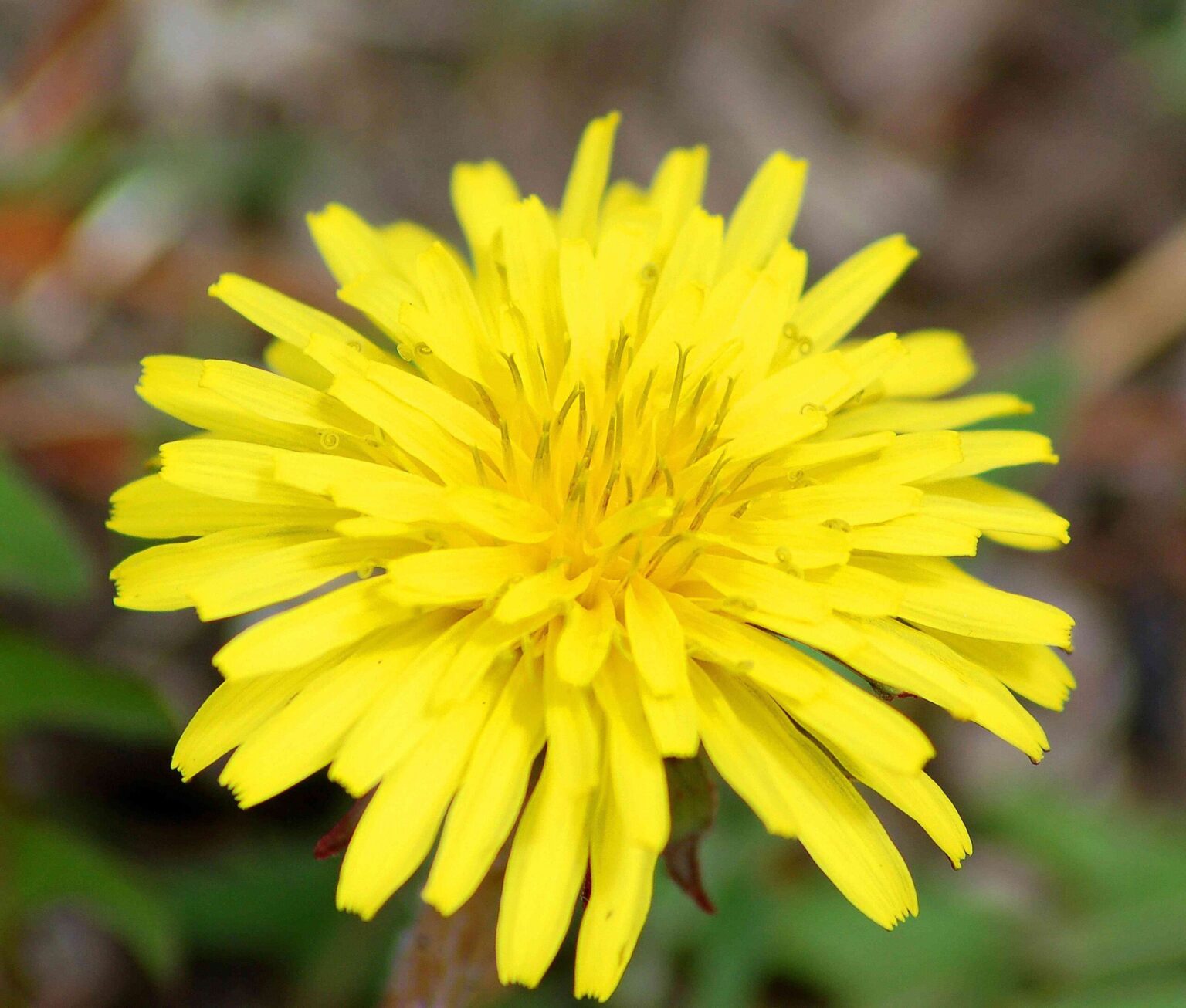 Ce qui tue les mauvaises herbes de manière permanente ?