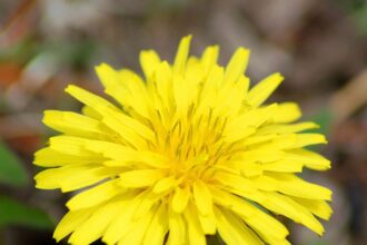 Ce qui tue les mauvaises herbes de manière permanente ?