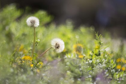 Contrôle des mauvaises herbes sans produits chimiques