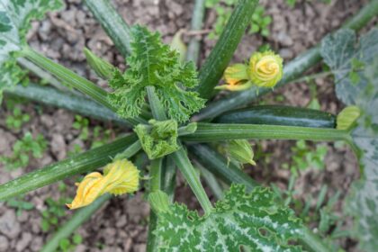 Quelque chose mange-t-il les feuilles de vos courgettes ? 10 ravageurs qui pourraient en être la cause.