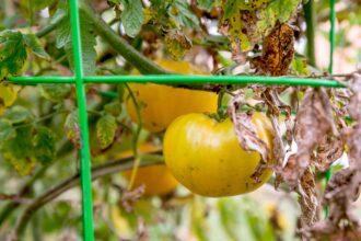 Mildiou de la tomate : Comment l’identifier, le prévenir et le traiter