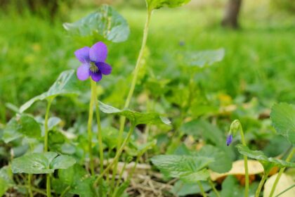 Comment se débarrasser des violettes sauvages dans votre pelouse