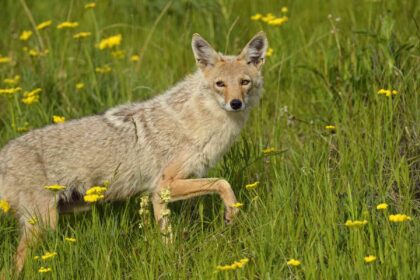 5 Astuces Simples pour Éloigner les Coyotes de Votre Maison et de Votre Jardin Cette Saison