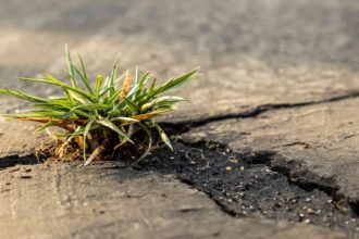 Comment éliminer les mauvaises herbes sur les trottoirs, allées et terrasses