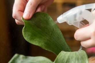 Comment éliminer les cochenilles sur les plantes