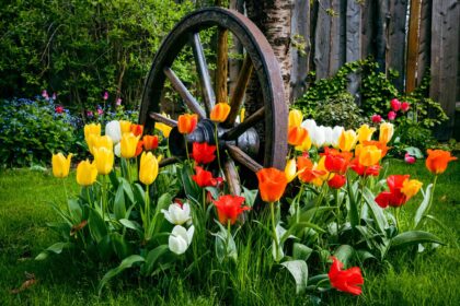 Quand est-il trop tard pour planter des bulbes de printemps ? Pourquoi vous ne devriez pas attendre plus longtemps