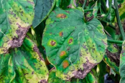 Taches noires sur les feuilles de tomate : Traiter la tache foliaire septorienne