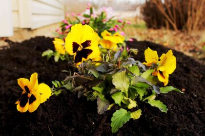 Comment éliminer l’herbe dans les massifs de fleurs