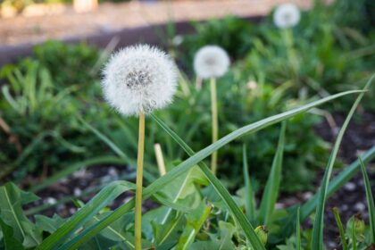 Le trèfle est-il une mauvaise herbe ? Avantages du trèfle et des herbes de pelouse.