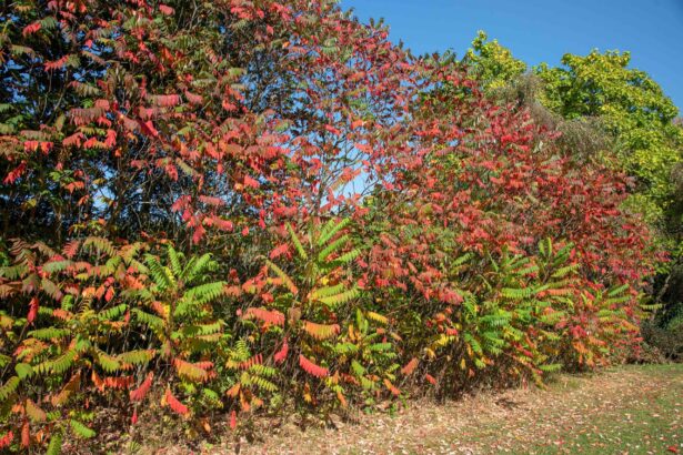 Sumac vénéneux vs. Sumac en queue de cerf : Les principales différences