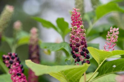 Comment Éliminer Efficacement le Pokeweed