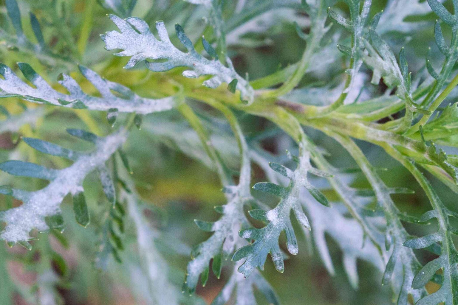 Oïdium : Traitement et Contrôle sur les Plantes